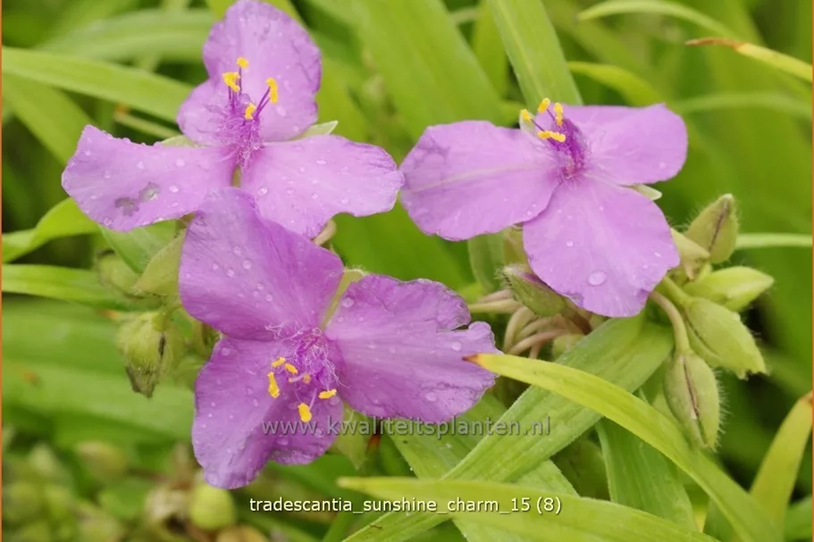 Tradescantia andersoniana 'Sunshine Charm'
