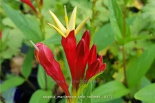 Spigelia marilandica 'Little Redhead'