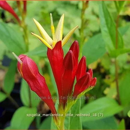 Spigelia marilandica 'Little Redhead'