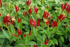 Spigelia marilandica 'Little Redhead'