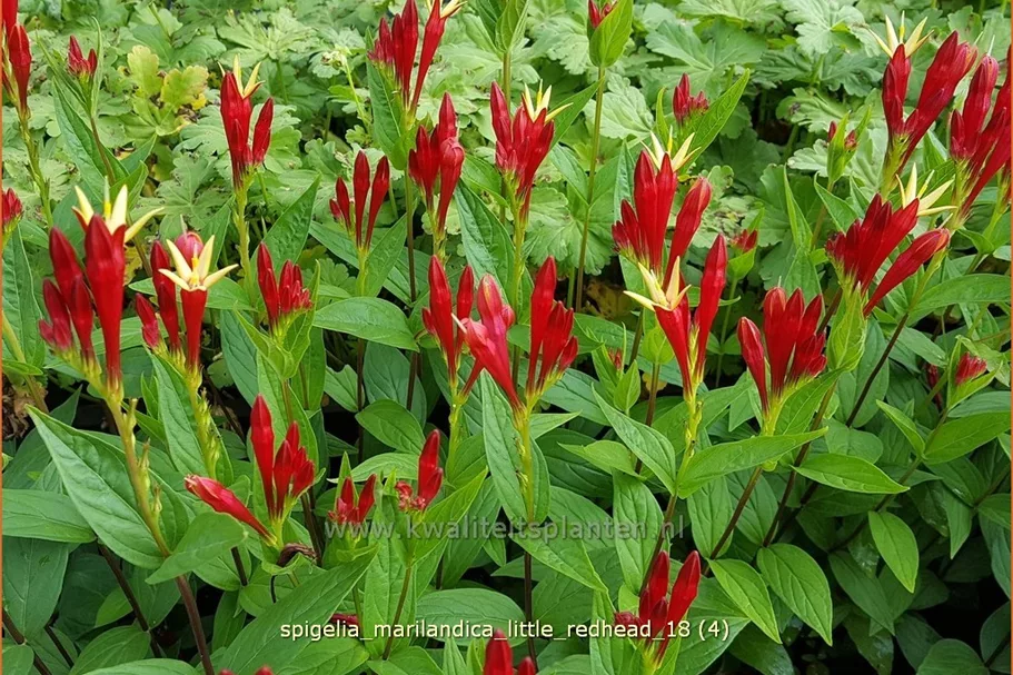 Spigelia marilandica 'Little Redhead'