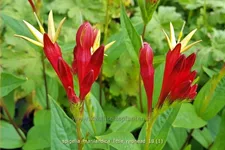 Spigelia marilandica 'Little Redhead'