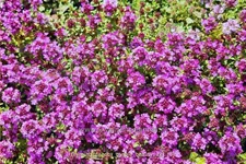 Thymus praecox 'Purple Beauty'
