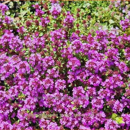 Thymus praecox 'Purple Beauty'