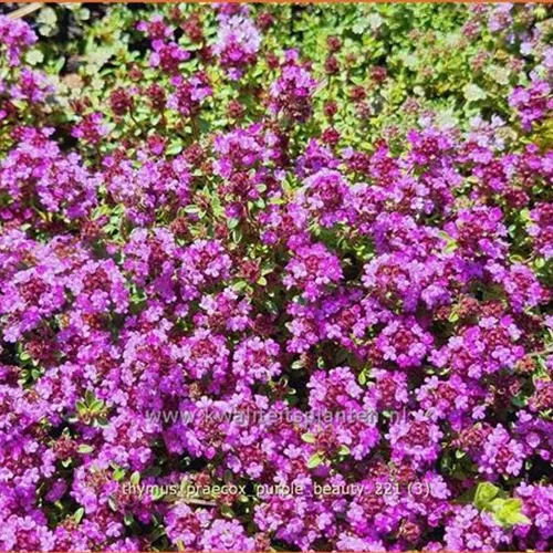 Thymus praecox 'Purple Beauty'