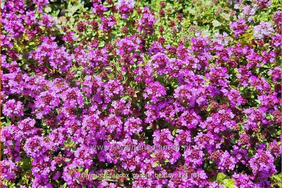 Thymus praecox 'Purple Beauty'