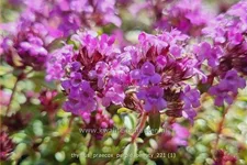 Thymus praecox 'Purple Beauty'