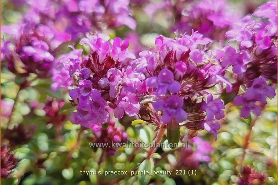 Thymus praecox 'Purple Beauty'