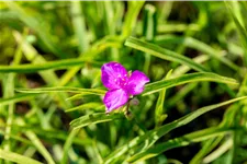 Tradescantia andersoniana 'Valour'