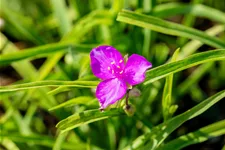 Tradescantia andersoniana 'Valour'
