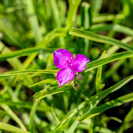 Tradescantia andersoniana 'Valour'