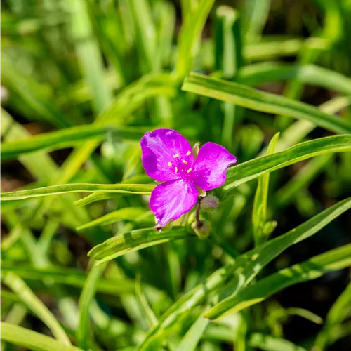 Tradescantia andersoniana 'Valour'