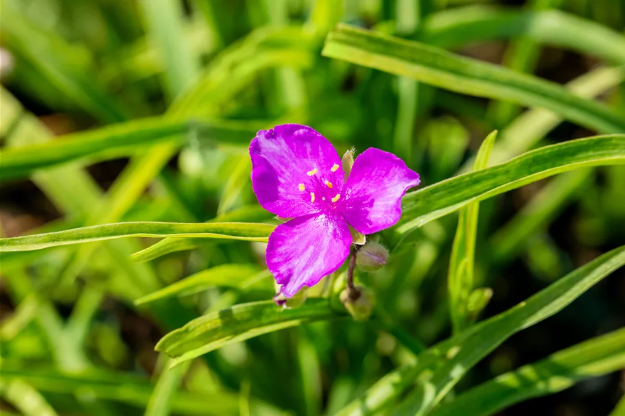 Tradescantia andersoniana 'Valour'