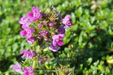 Thymus praecox 'Red Carpet'