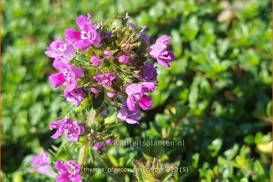 Thymus praecox 'Red Carpet'