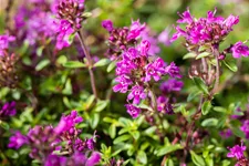 Thymus praecox 'Red Carpet'