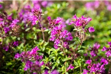 Thymus praecox 'Red Carpet'