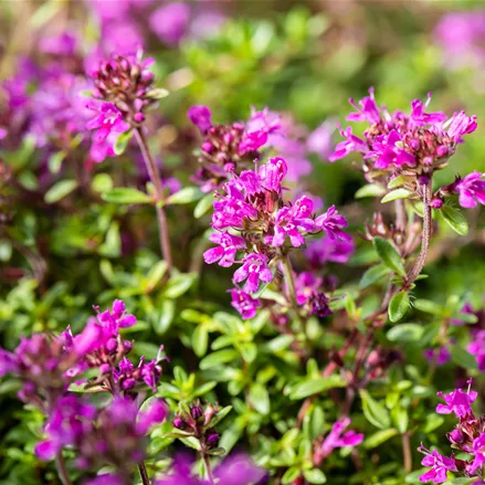 Thymus praecox 'Red Carpet'