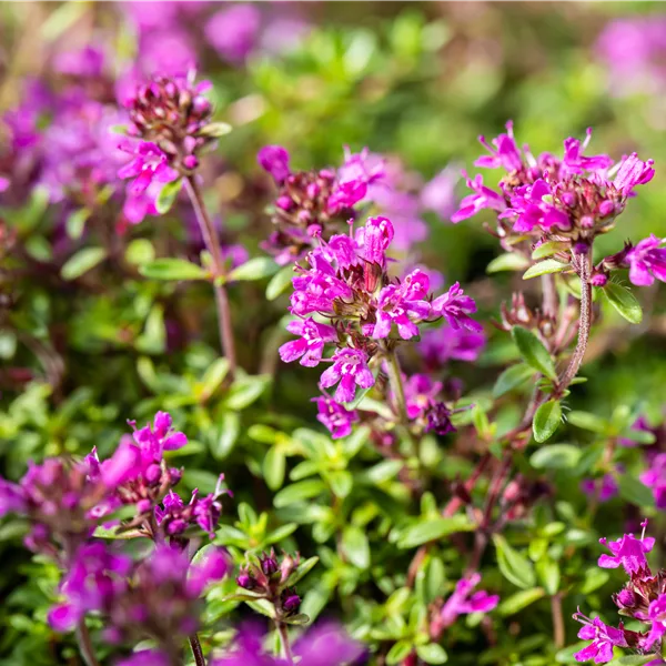 Thymus praecox 'Red Carpet'
