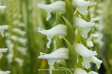 Spiranthes 'Chadds Ford'