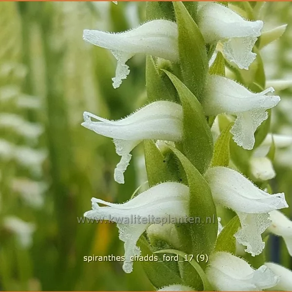 Spiranthes 'Chadds Ford'