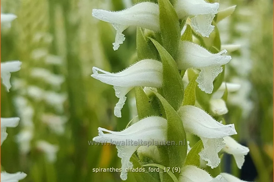 Spiranthes 'Chadds Ford'