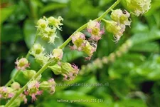 Tellima grandiflora