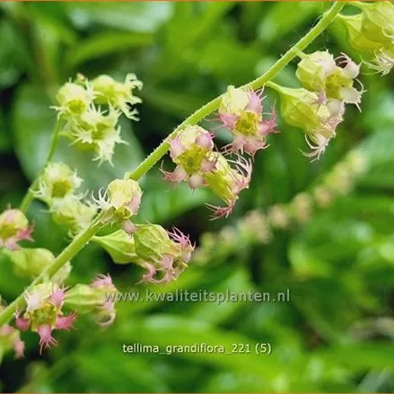Tellima grandiflora