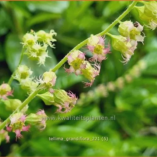 Tellima grandiflora