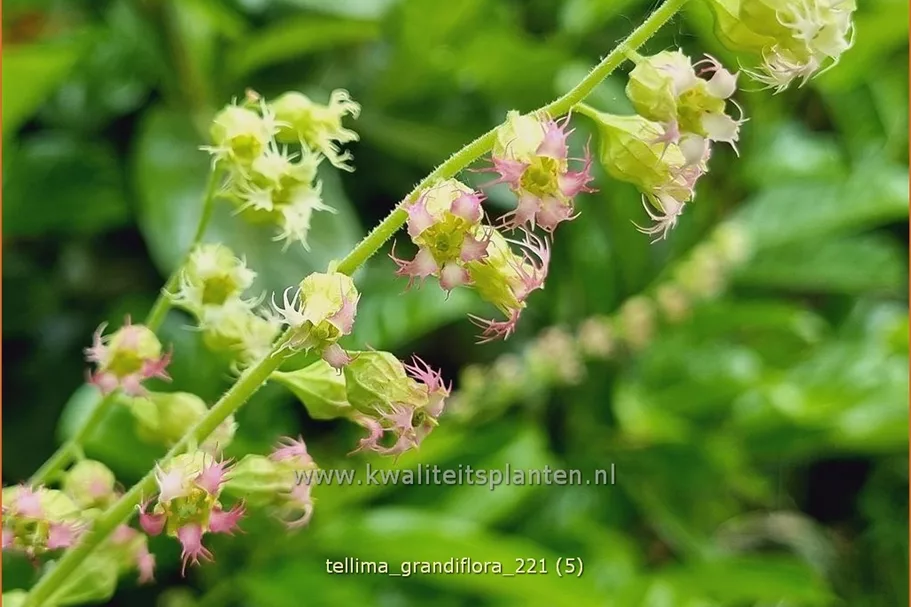 Tellima grandiflora