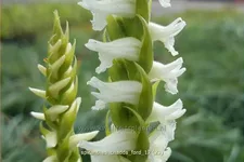 Spiranthes 'Chadds Ford'