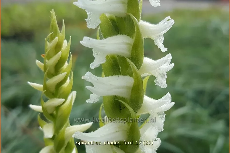 Spiranthes 'Chadds Ford'