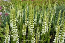 Spiranthes 'Chadds Ford'