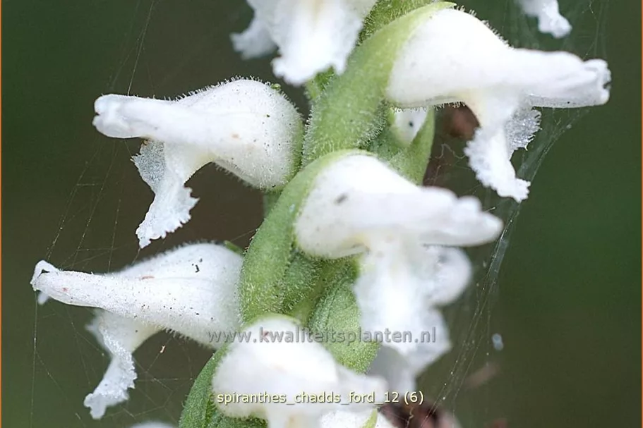 Spiranthes 'Chadds Ford'