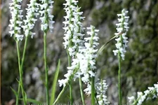 Spiranthes 'Chadds Ford'