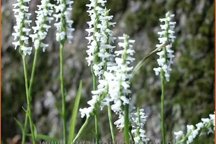 Spiranthes 'Chadds Ford'