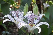 Tricyrtis formosana