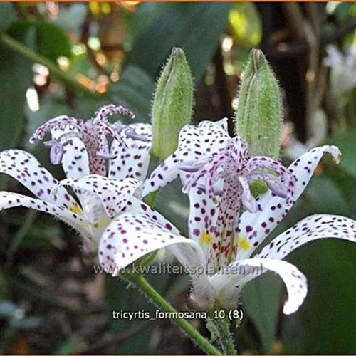 Tricyrtis formosana