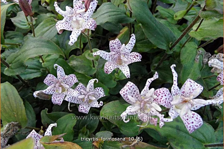 Tricyrtis formosana
