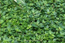 Thymus pulegioides