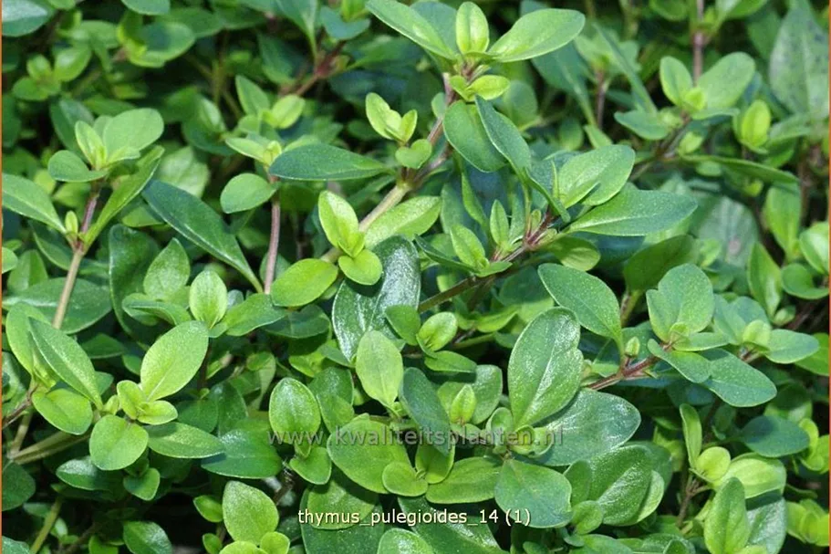 Thymus pulegioides