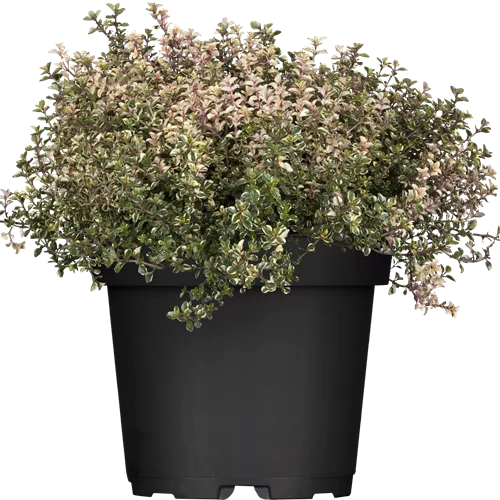 Thymus pulegioides