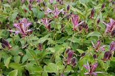 Tricyrtis formosana 'Gilt Edge' Staude im 9x9 cm Vierecktopf