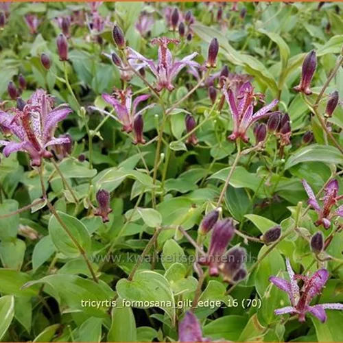 Tricyrtis formosana 'Gilt Edge'
