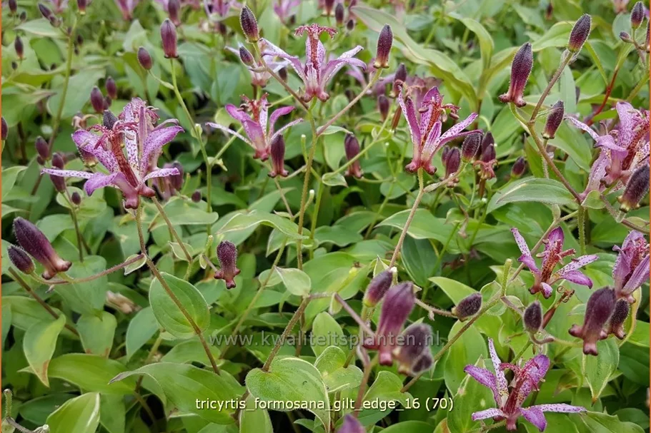 Tricyrtis formosana 'Gilt Edge' Staude im 9x9 cm Vierecktopf
