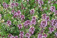Thymus pulegioides 'Foxley'