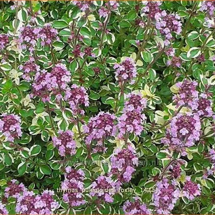 Thymus pulegioides 'Foxley'