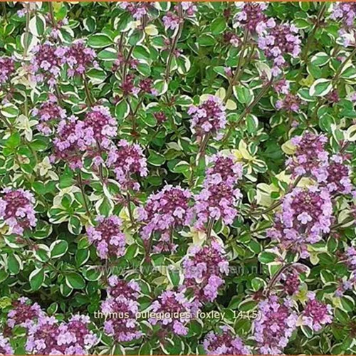 Thymus pulegioides 'Foxley'