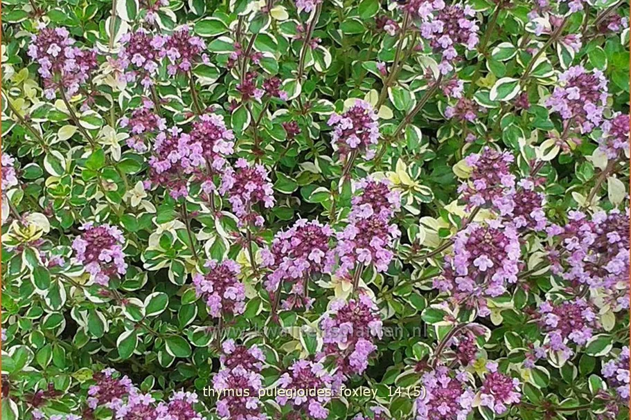 Thymus pulegioides 'Foxley'
