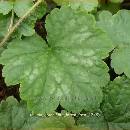 Tellima grandiflora 'Forest Frost'